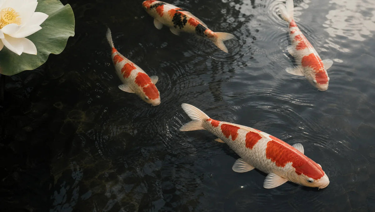 Carpe koï : symbole de persévérance, du Nishikigoi à la Porte du Dragon