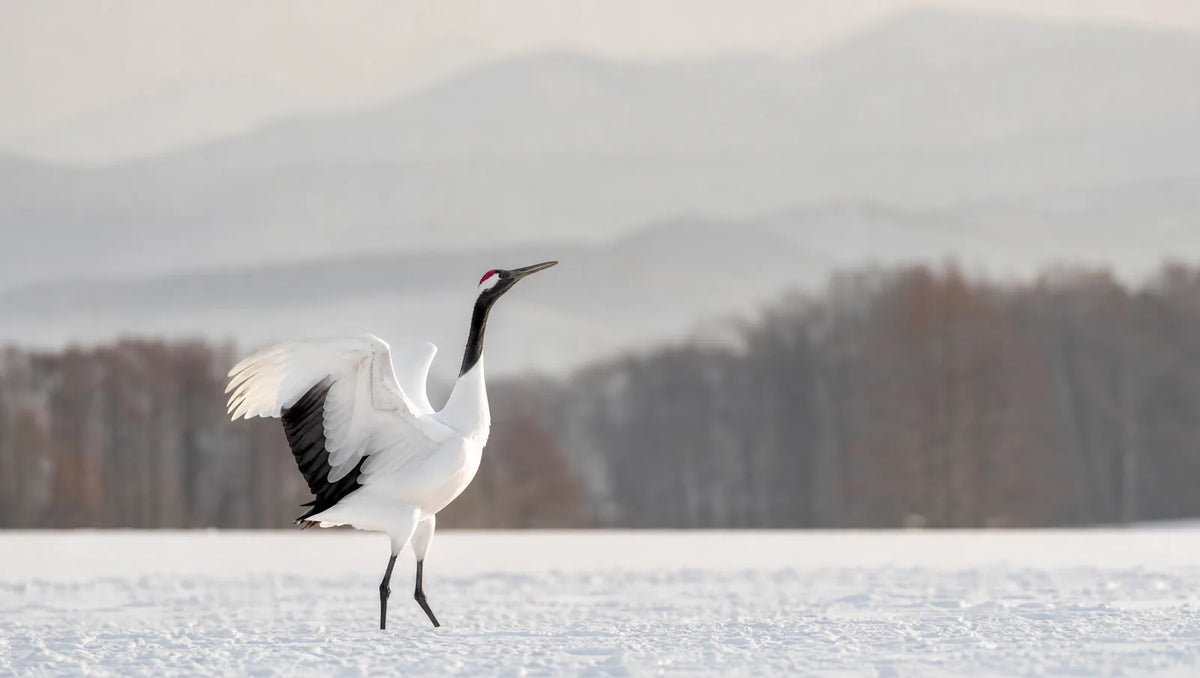 Les grues du Japon : tsuru, symbole de longévité et tradition des 1000 origamis