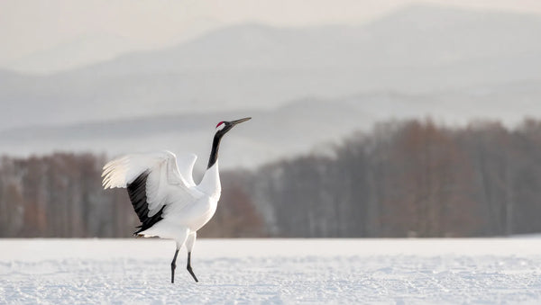 Les grues du Japon : tsuru, symbole de longévité et tradition des 1000 origamis