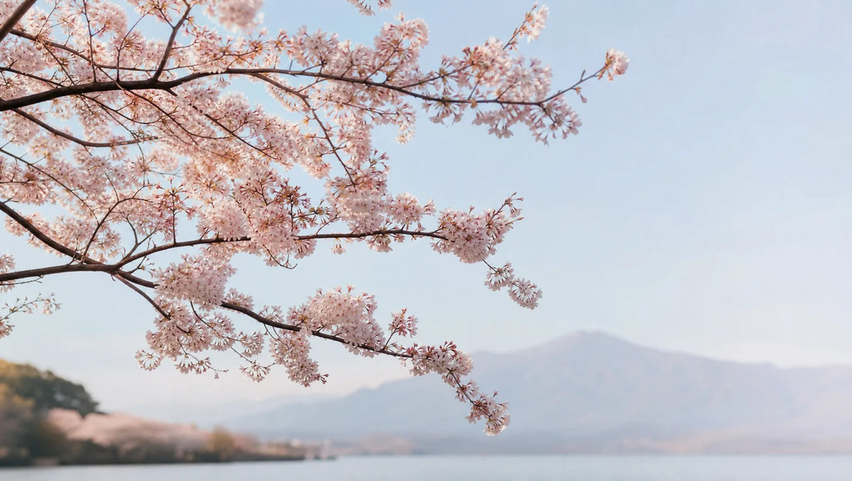 Le sakura au Japon : iconographie, hanami et motif vivant du kimono