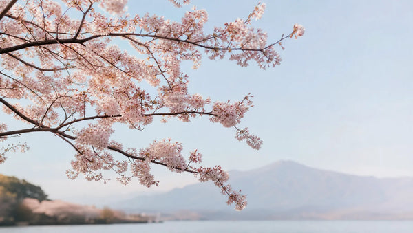 Le sakura au Japon : iconographie, hanami et motif vivant du kimono