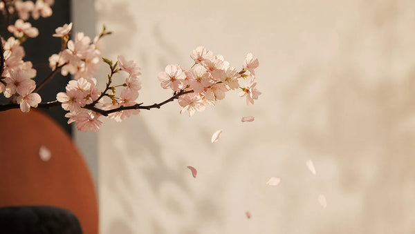 Sakura et mono no aware : pourquoi le cerisier en fleur émeut autant le Japon