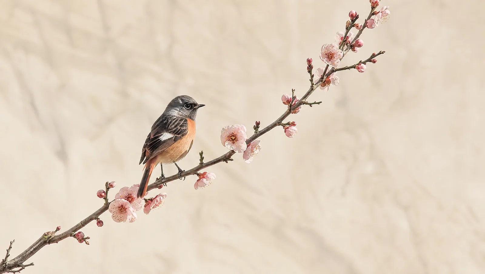 Petit oiseau posé sur une branche de prunier en fleurs, composition épurée d inspiration kachō-ga sur fond clair minéral aux tons ivoire
