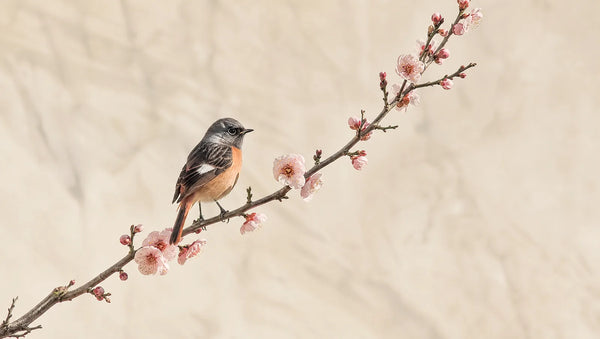 Kachō-ga : la peinture japonaise des fleurs et des oiseaux